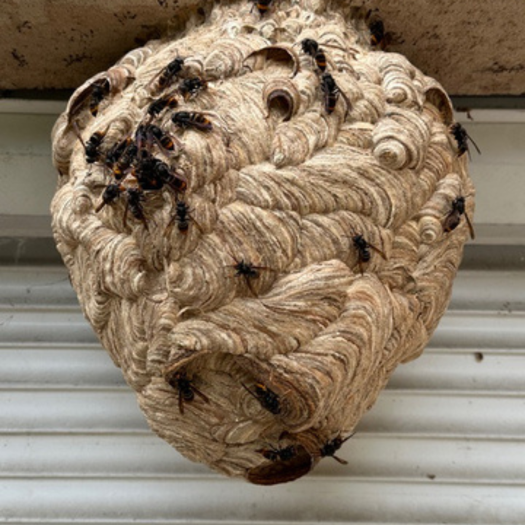 ABEILLE NOIRE PHOTO 4